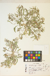 Eremothera boothii var. alyssoides image