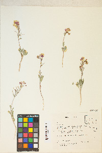 Eremothera boothii image