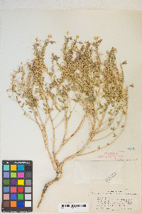 Eremothera boothii image