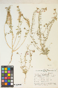 Eremothera boothii var. alyssoides image