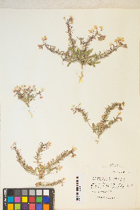 Eremothera boothii image