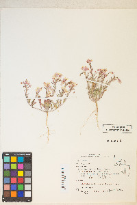 Eremothera boothii image