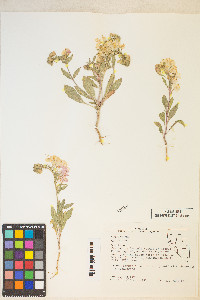 Eremothera boothii image