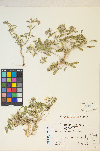 Eremothera boothii image