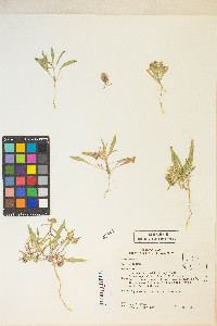 Eremothera boothii var. alyssoides image