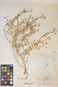 Eremothera boothii var. alyssoides image