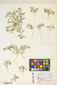 Eremothera boothii var. alyssoides image