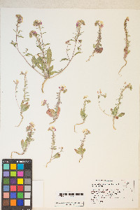 Eremothera boothii var. alyssoides image