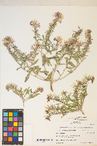 Eremothera boothii image