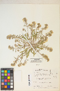 Eremothera boothii image