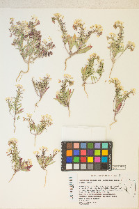 Eremothera boothii var. alyssoides image