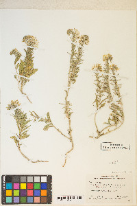 Eremothera boothii var. alyssoides image