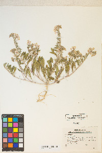 Eremothera boothii image