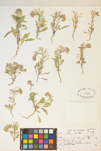 Eremothera boothii image