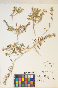 Eremothera boothii var. alyssoides image