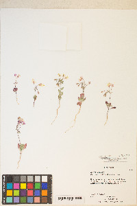 Eremothera boothii image