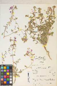 Eremothera boothii image