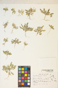 Eremothera boothii image