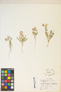 Eremothera boothii image