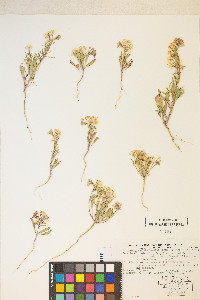 Eremothera boothii image