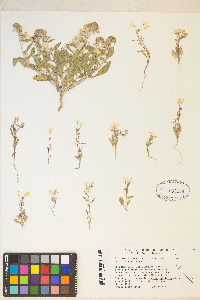 Eremothera boothii var. alyssoides image