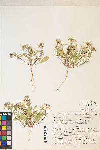 Eremothera boothii image