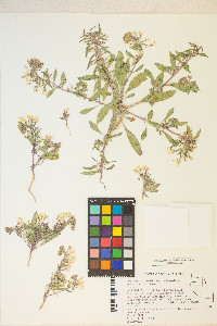 Eremothera boothii image