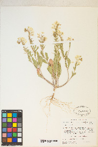 Eremothera boothii image