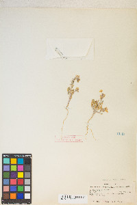 Eremothera boothii image