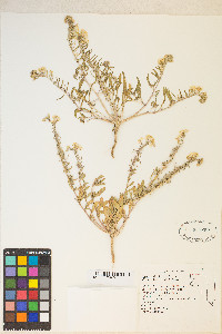 Eremothera boothii image