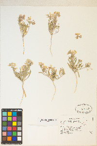 Eremothera boothii var. alyssoides image