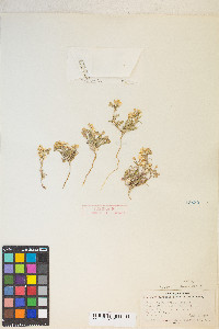 Eremothera boothii var. alyssoides image