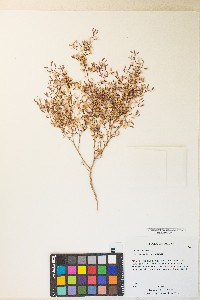 Camissonia exilis image