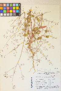 Chylismia heterochroma image