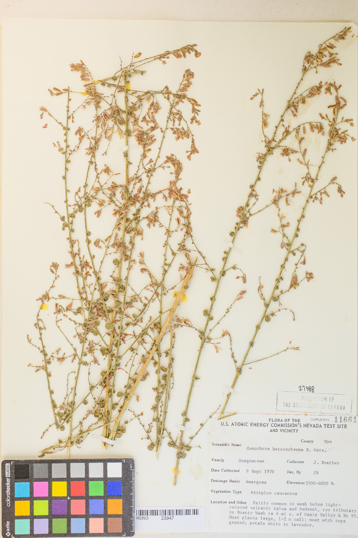 Chylismia heterochroma image