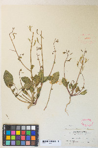 Chylismia scapoidea subsp. scapoidea image