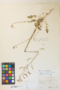 Chylismia scapoidea var. utahensis image