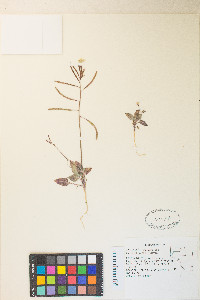 Chylismia walkeri var. tortilis image