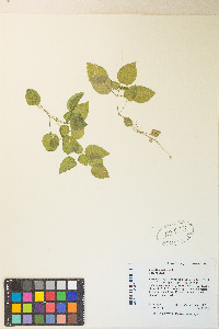 Circaea alpina subsp. pacifica image