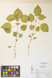 Circaea alpina subsp. pacifica image