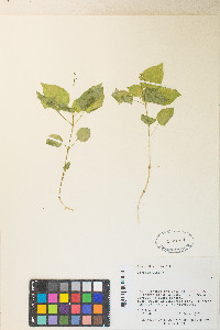 Circaea alpina image