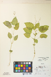 Circaea alpina image