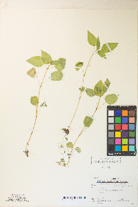 Circaea alpina subsp. pacifica image