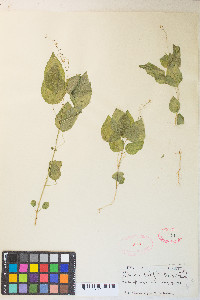 Circaea alpina image