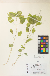 Circaea alpina image