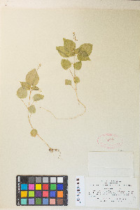 Circaea alpina subsp. pacifica image