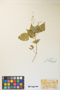 Circaea alpina image