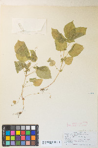 Circaea alpina image