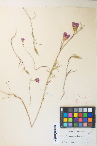 Clarkia amoena subsp. amoena image