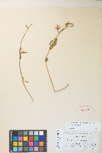 Clarkia rhomboidea image